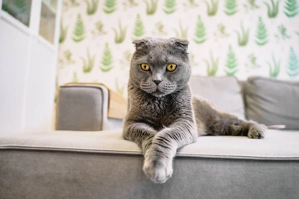 Grey Cat Scottish Fold Lies Rests Sofa Modern Living Room —  Fotos de Stock