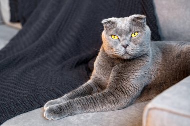 İskoç soyundan gri bir kedi modern bir iç mekanda oturma odasındaki kanepede oturur.