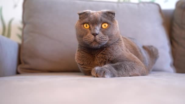 Hravá šedá kočka Skotský záhyb sedí na pohovce obývacího pokoje a hraje si s provázkem