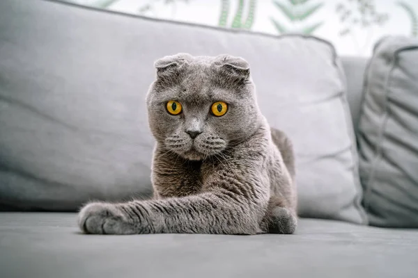 Hermoso Gato Gris Pliegue Escocés Sentado Sofá —  Fotos de Stock