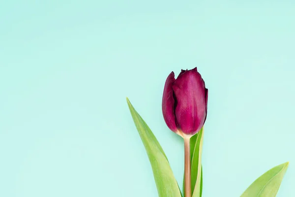 Romantyczne Wiosenne Tło Kwiatów Tulipanów Niebieskim Tle Miejsce Tekst — Zdjęcie stockowe