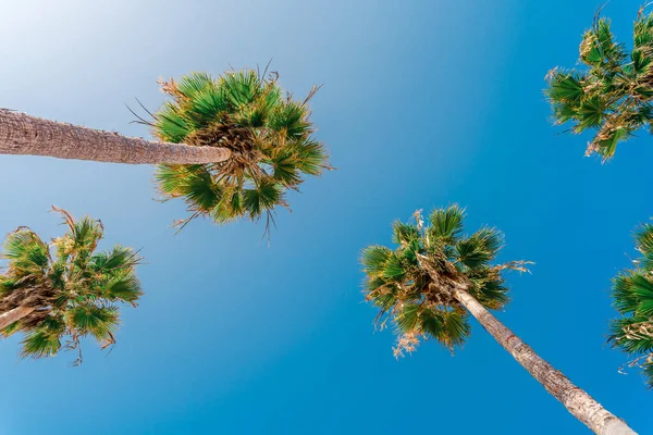 Пальмы Фоне Голубого Неба Летний Фон — стоковое фото
