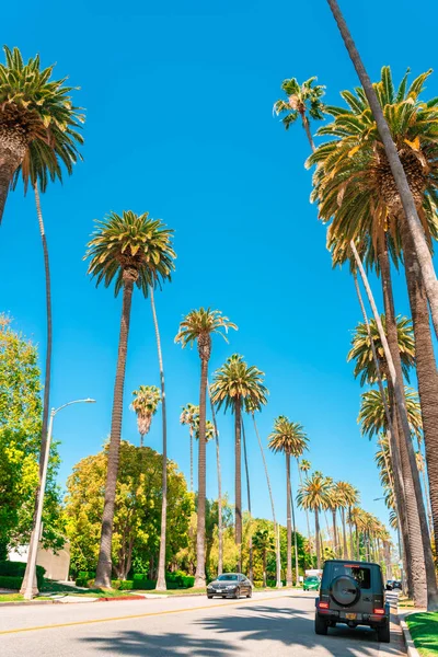 Palm Trees Blue Sky California — Stock Photo, Image