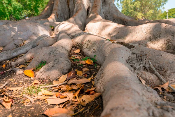 Baum Mit Großen Wurzeln Liegt Auf Dem Boden Kalifornien — Stockfoto