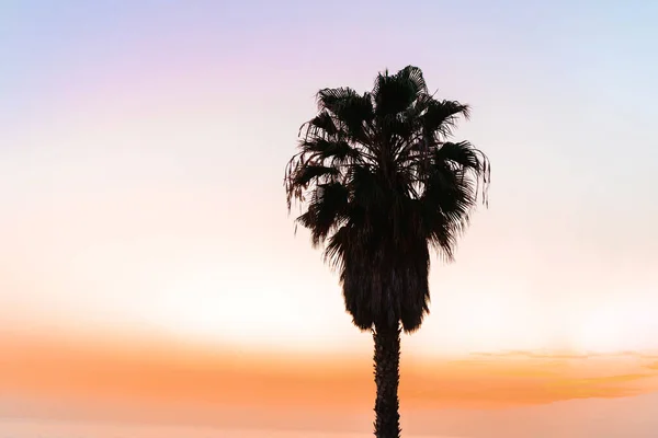 Palmeras Siluet Contra Cielo Anaranjado Rosado Del Atardecer — Foto de Stock