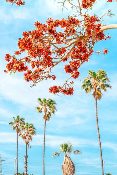 Fundo Natural Útil Com Uma Árvore Florescente Com Flores Vermelhas — Fotografia de Stock