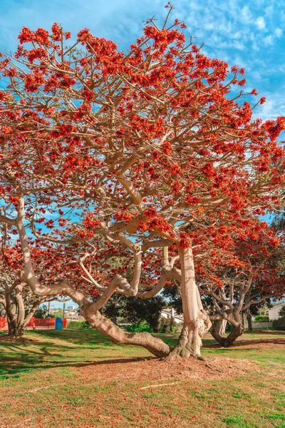 Utiful Naturalne Tło Kwitnącym Drzewem Czerwonymi Kwiatami Los Angeles Calfiornia — Zdjęcie stockowe