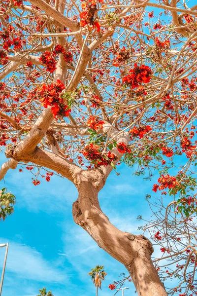 Fundo Natural Útil Com Uma Árvore Florescente Com Flores Vermelhas — Fotografia de Stock