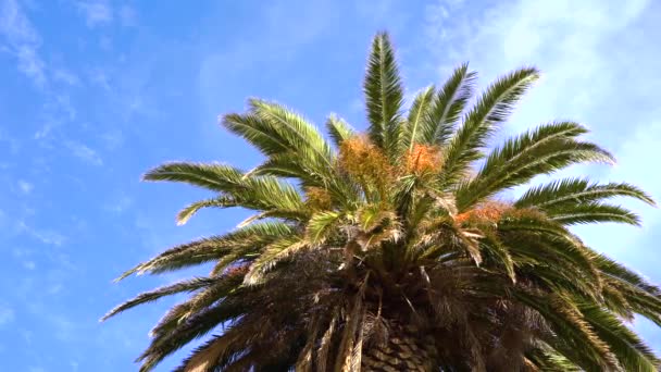 Video Palm Tree Blue Sky — Stock Video