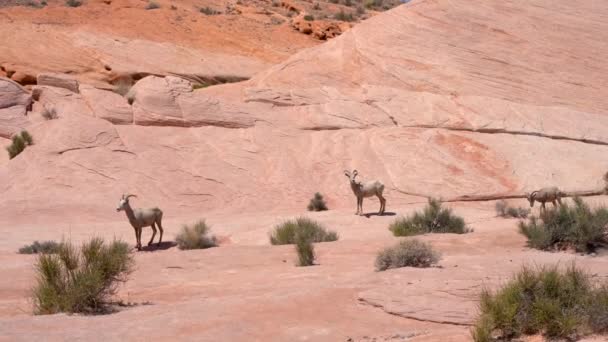 Vídeo Cabras Montanha Selvagens Caminham Sobre Rochas Vale Fogo Arizona — Vídeo de Stock