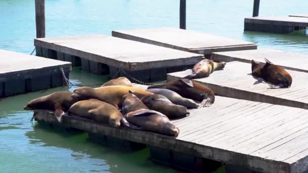 Vidéo Phoques Otaries Quai San Francisco — Video