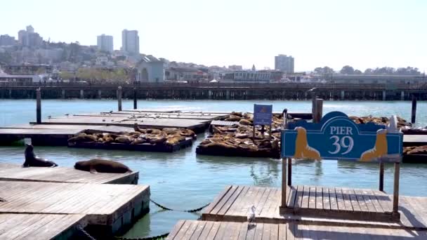 Vidéo Phoques Otaries Quai San Francisco — Video