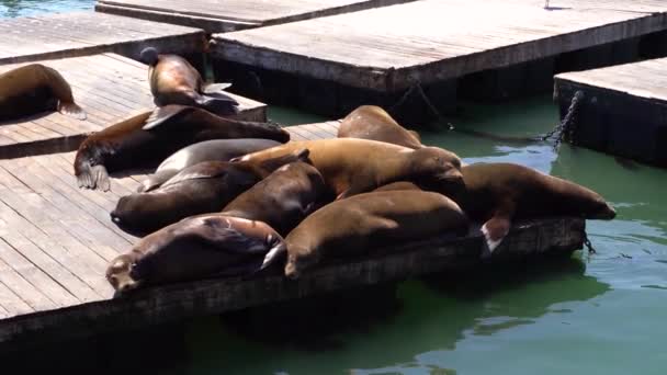 Vidéo Phoques Otaries Quai San Francisco — Video