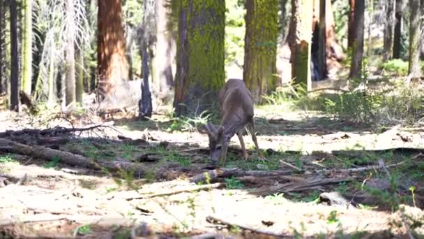 Video Ett Rådjur Betar Gräset Skogen Yosemite Park Usa — Stockvideo