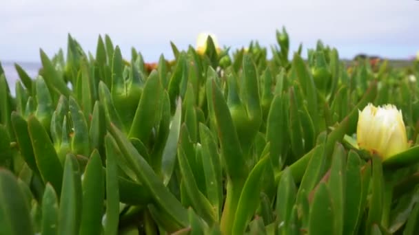 Vídeo Cámara Mueve Sobre Las Plantas Verdes Orilla Del Océano — Vídeo de stock