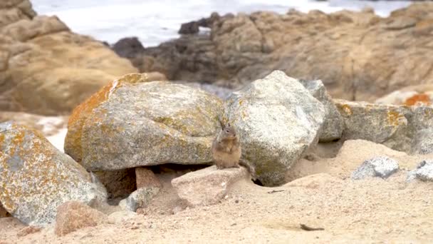 Video Ein Kleines Eichhörnchen Sitzt Auf Felsen Big Sur Kalifornien — Stockvideo