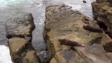 4k video. San Diego, La Jolla 'da bir kayanın üzerindeki deniz aslanları. Deniz memelileri doğal habitatlarında, Kaliforniya, ABD