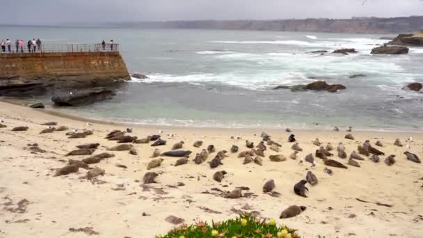 Video Lachtani Skále Jolla San Diego Mořští Savci Svém Přírodním — Stock video