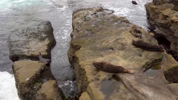 Video San Diego Jolla Bir Kayanın Üzerindeki Deniz Aslanları Deniz — Stok video