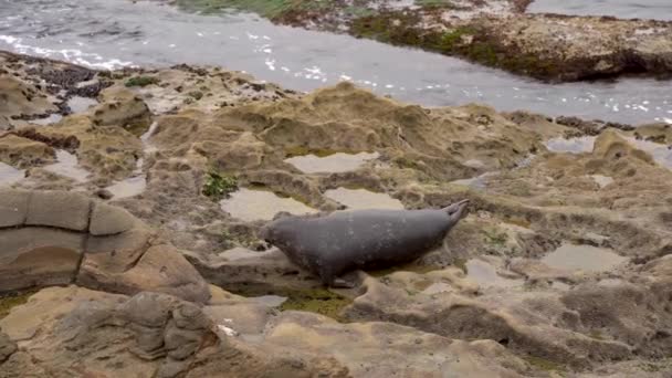 4K视频 圣迭戈拉乔拉岩石上的海狮生活在自然栖息地的海洋哺乳动物 美国加利福尼亚州 — 图库视频影像