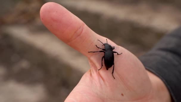 Large Black Beetle Crawls Man Hand — Stock Video