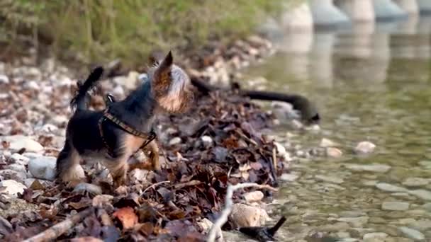 Video Small Yorkshire Terrier Dog Runs Riverbank Barks — Wideo stockowe
