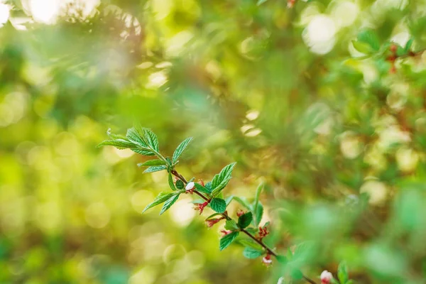 Beautiful Natural Background Green Leaves — Stock Photo, Image