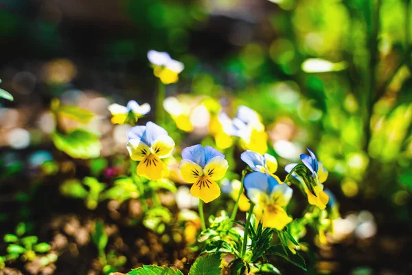 Fond Naturel Fleurs Sauvages Pourpres Dans Herbe — Photo