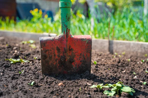 Shovel in the garden against the background of green trees, summer season, the concept of working in the garden