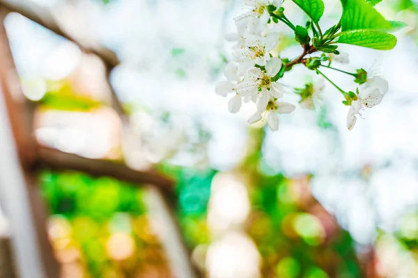 Beau Fond Printanier Avec Pommier Fleurs — Photo