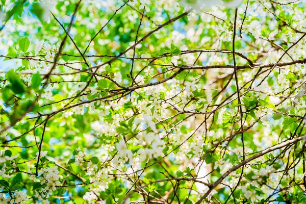 満開のリンゴの木と美しい春の背景 — ストック写真
