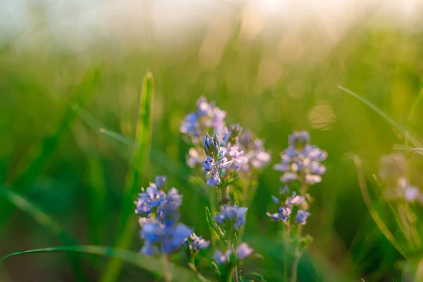 Natuurlijke Achtergrond Van Paarse Wilde Bloemen Het Gras — Stockfoto