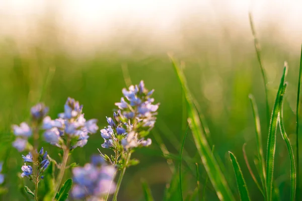 Přírodní Pozadí Fialové Divoké Květy Trávě — Stock fotografie