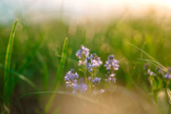 Natuurlijke Achtergrond Van Paarse Wilde Bloemen Het Gras — Stockfoto