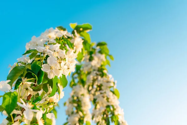 Mooie Lente Achtergrond Met Een Bloeiende Appelboom — Stockfoto