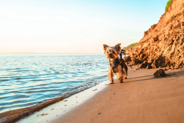 Yorkshire Terrier Pies Spacery Piasku Plaży — Zdjęcie stockowe