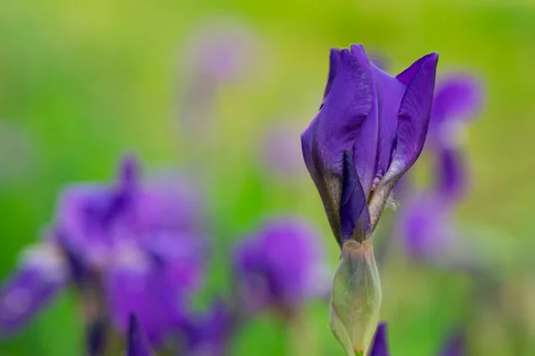 Natuurlijke Achtergrond Van Paarse Wilde Bloemen Het Gras — Stockfoto