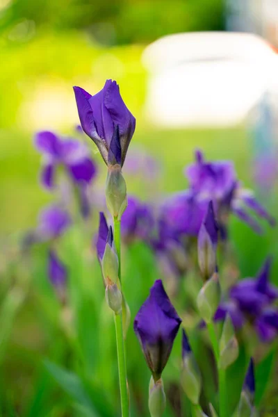 Beau Fond Printanier Avec Des Fleurs Violettes Dans Jardin — Photo