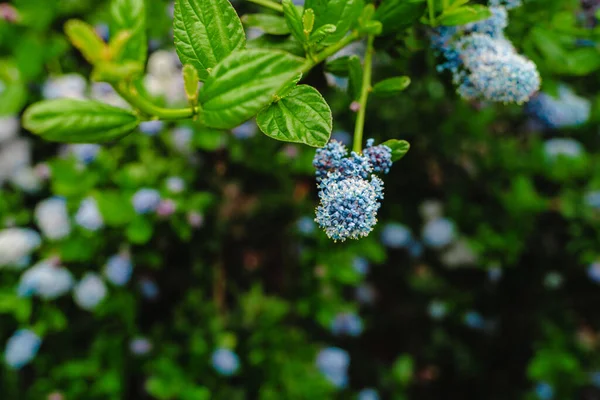 Buisson Fleuri Printanier Avec Des Fleurs Violettes Fond Naturel — Photo