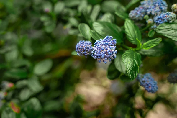 Voorjaar Bloeiende Struik Met Paarse Bloemen Natuurlijke Achtergrond — Stockfoto