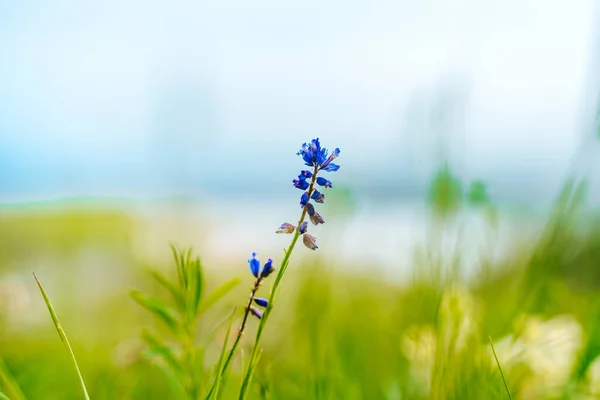 Fondo Natural Con Flores Azules —  Fotos de Stock