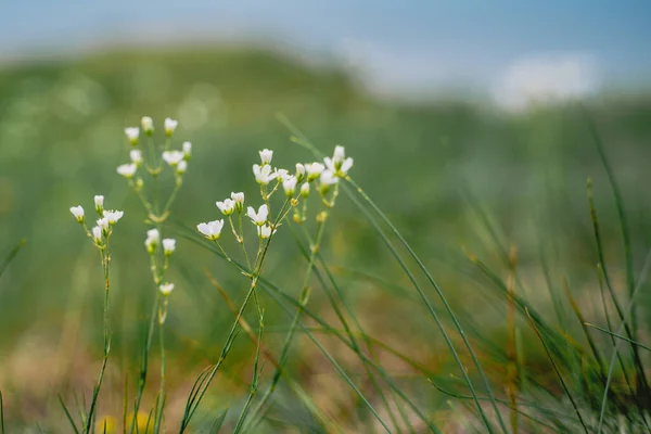 Fleurs Blanches Sauvages Dans Herbe Fond Naturel — Photo