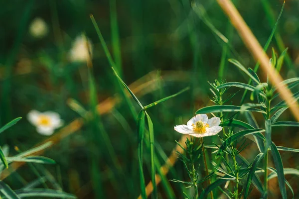 Wilde Witte Bloemen Het Gras Natuurlijke Achtergrond — Stockfoto
