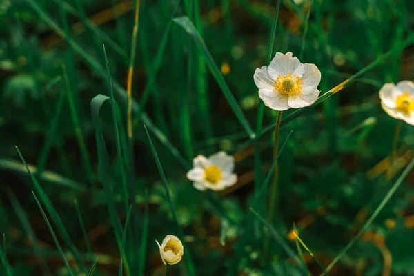 Fleurs Blanches Sauvages Dans Herbe Fond Naturel — Photo