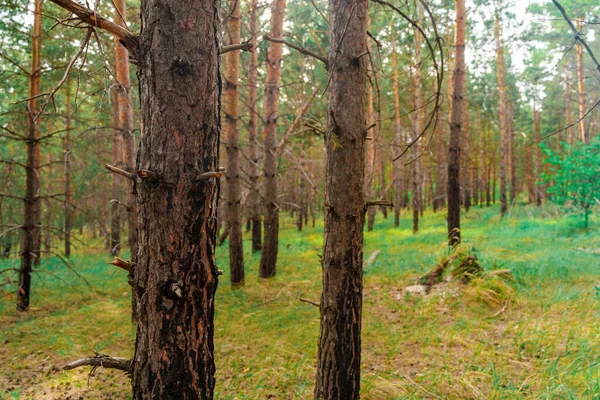 Hermoso Paisaje Forestal Con Árbol Primer Plano —  Fotos de Stock