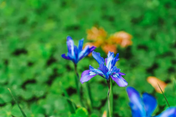 Fond Naturel Avec Des Fleurs Bleues — Photo
