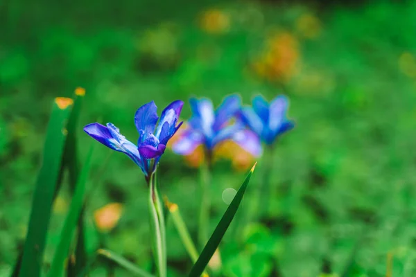 Fond Naturel Avec Des Fleurs Bleues — Photo