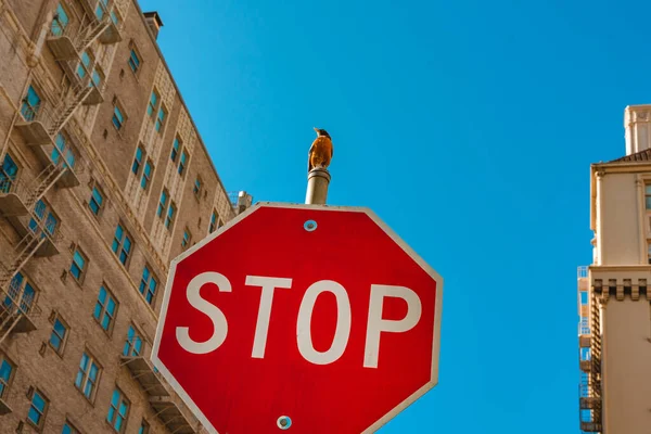 A bird sits on a traffic STOP sign, an animal welfare concept