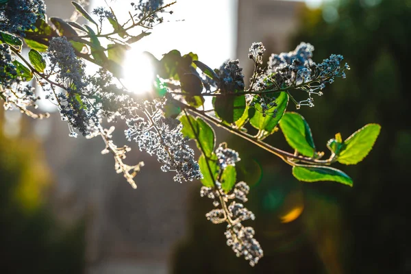 Fleurs Violettes Sur Arbre Fond Naturel — Photo