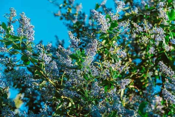 Paarse Bloemen Een Boom Natuurlijke Achtergrond — Stockfoto